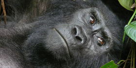 6 Days Best of Uganda Safari