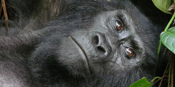 6 Days Best of Uganda Safari