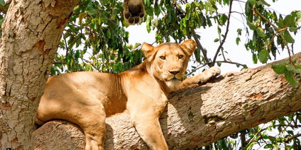 One free Gorillas and Chimpanzees Trekking Permit