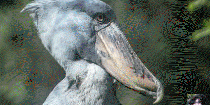 GHS---26 DAYS BIRDING SAFARI TO ALBERTINE ENDEMIC BIRDS OF UGANDA