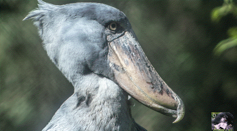SHOEBILL STORK