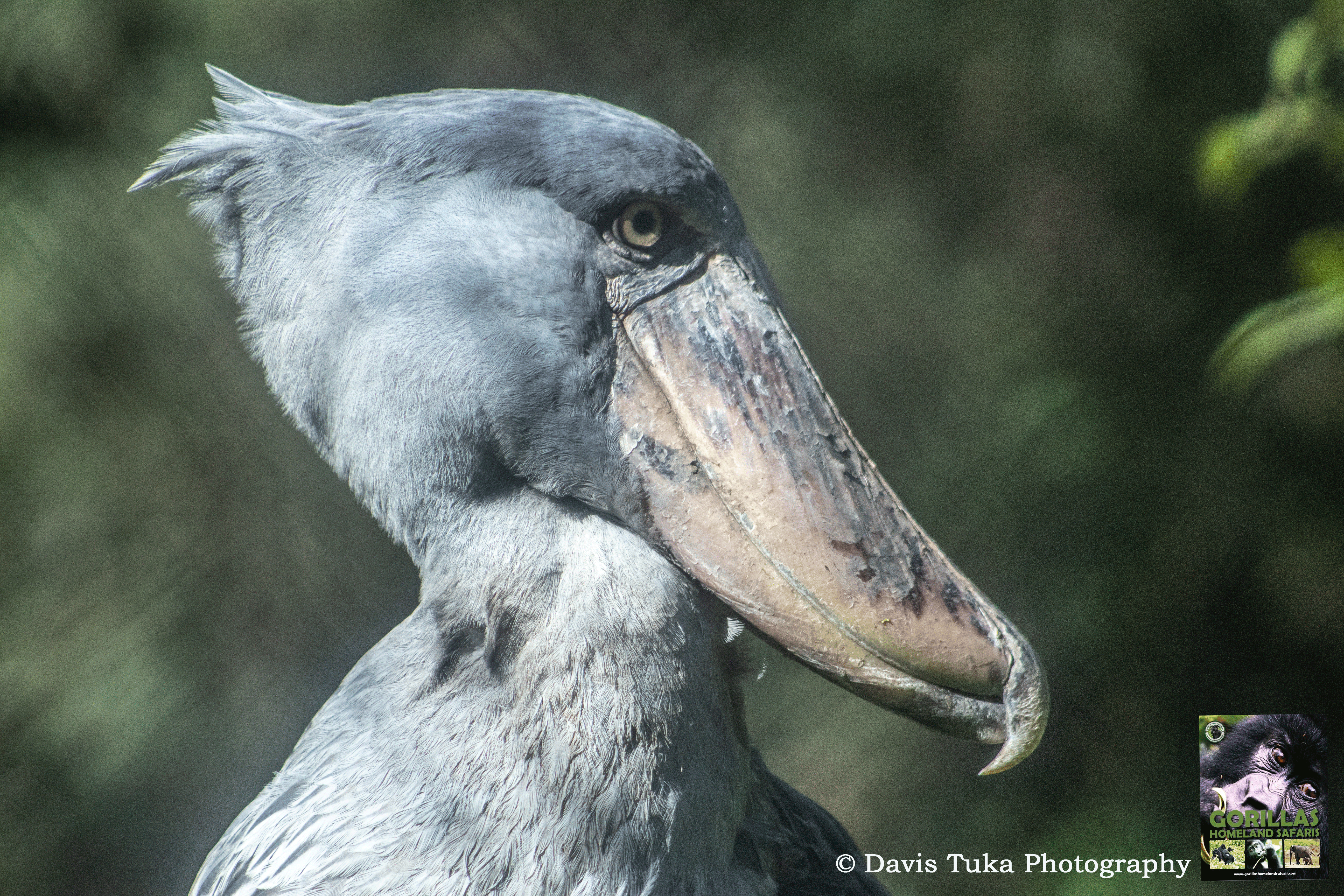 SHOEBILL STORK