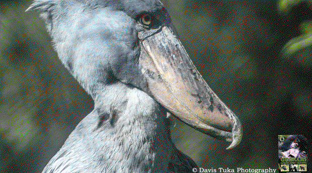 SHOEBILL STORK SHOEBILL STORK