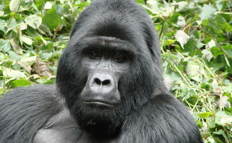 Silverback Gorilla Trekking 