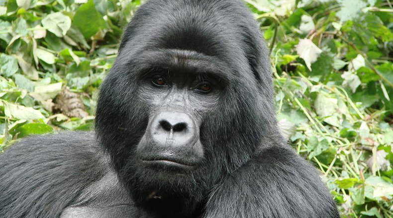 Silverback Gorilla Trekking 