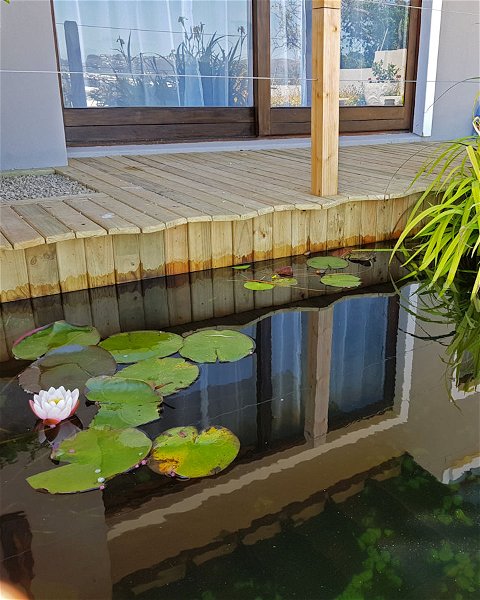 Lilly Pond in luxury boutique hotel in knysna overlooking the Knysna Heads and Knysna Lagoon