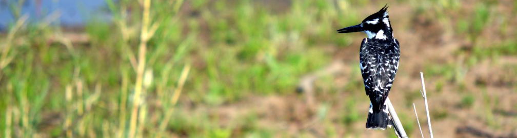 knysna accommodation, blue fern of knysna, B&B knysna, self-catering knysna, birding knysna, birding garden route