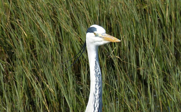 knysna accommodation, blue fern of knysna, B&B knysna, self-catering knysna, birding knysna, birding garden route