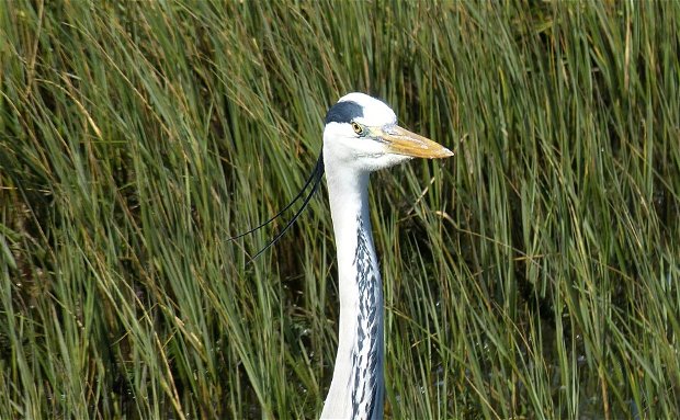 knysna accommodation, blue fern of knysna, B&B knysna, self-catering knysna, birding knysna, birding garden route