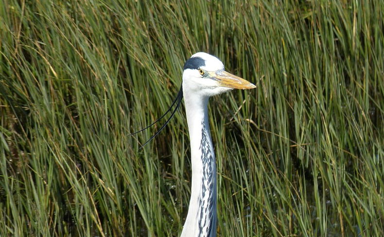 knysna accommodation, blue fern of knysna, B&B knysna, self-catering knysna, birding knysna, birding garden route
