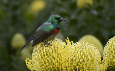 Garden bird life