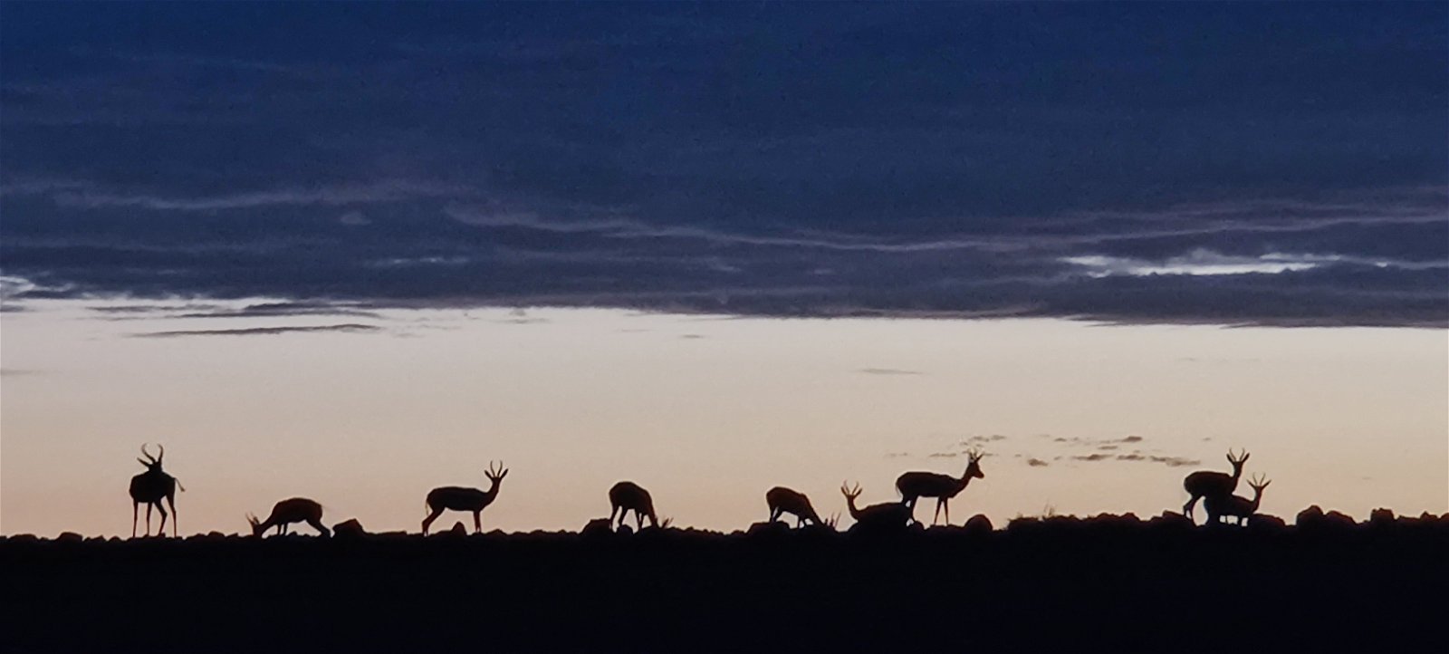 Springbok at dawn