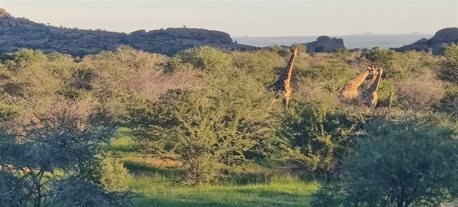 Giraffe and game viewing