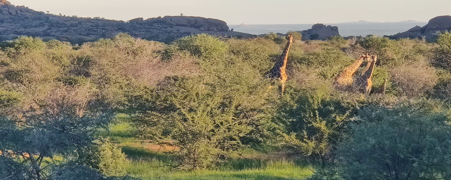 Giraffe and game viewing
