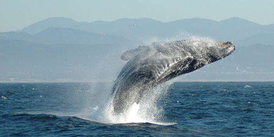 Whale Tour