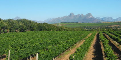 Full Day Winelands Tour