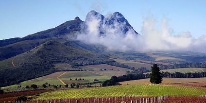 Half Day Winelands Tour
