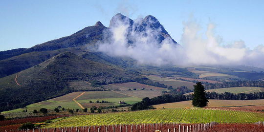 Half Day Winelands Tour