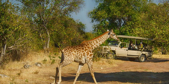 Morning Game Drives