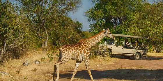 Morning Game Drives