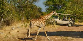 Full Day Safari