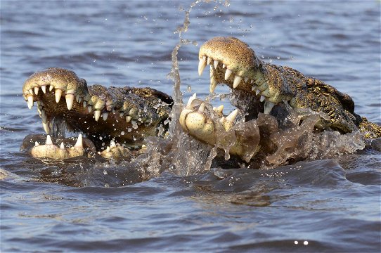 Chobe Crocodile