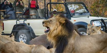 Morning Game Drives