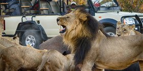 Morning Game Drives