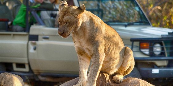 Full Day Safari