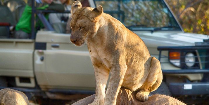 Full Day Safari