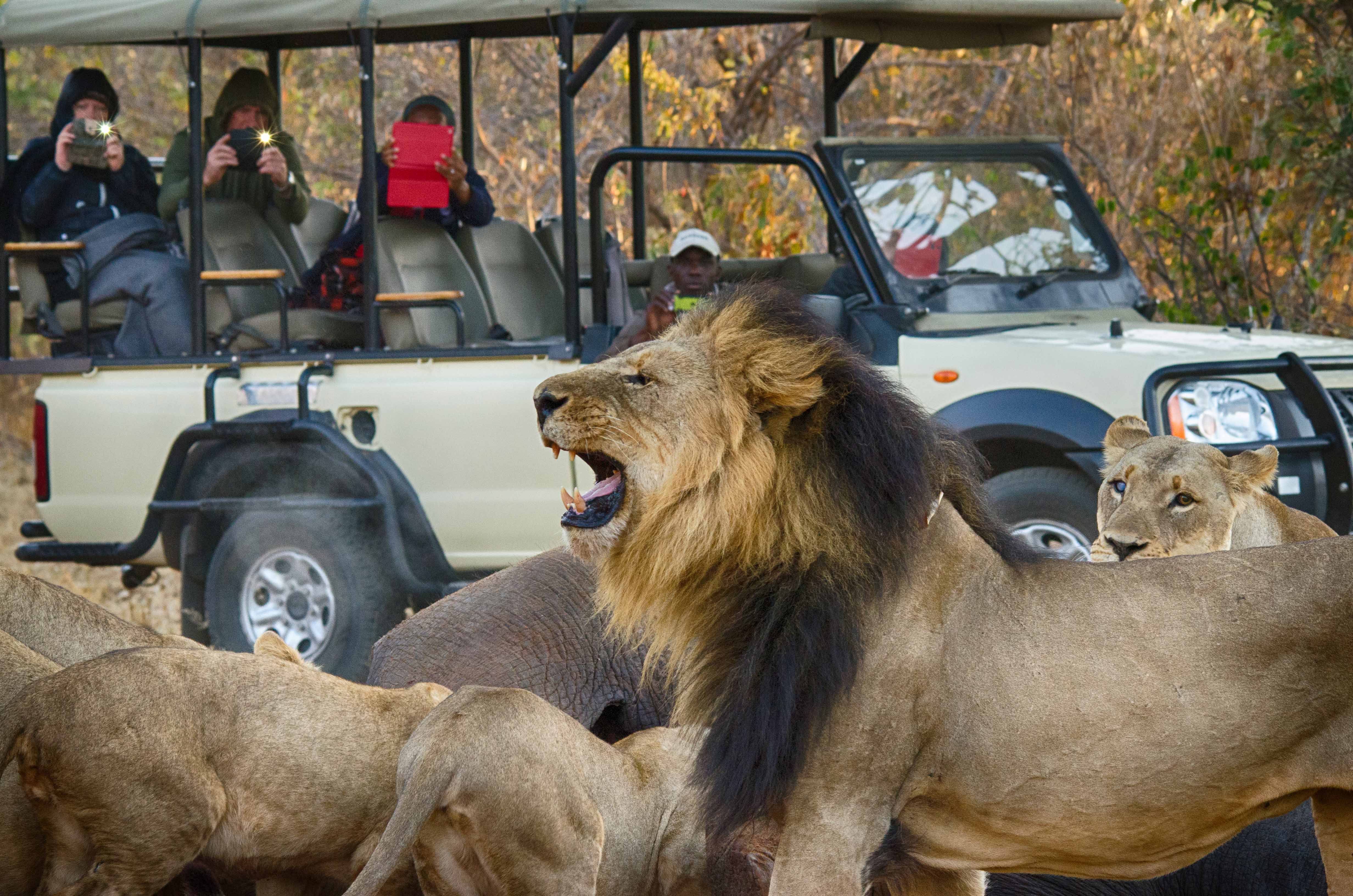 Game drive in the Chobe