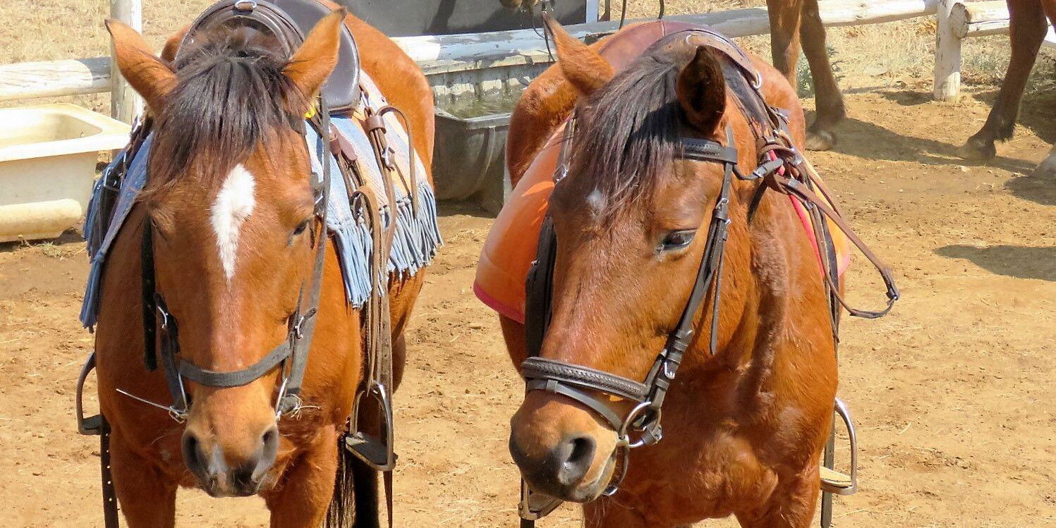 Horseback safaris south africa