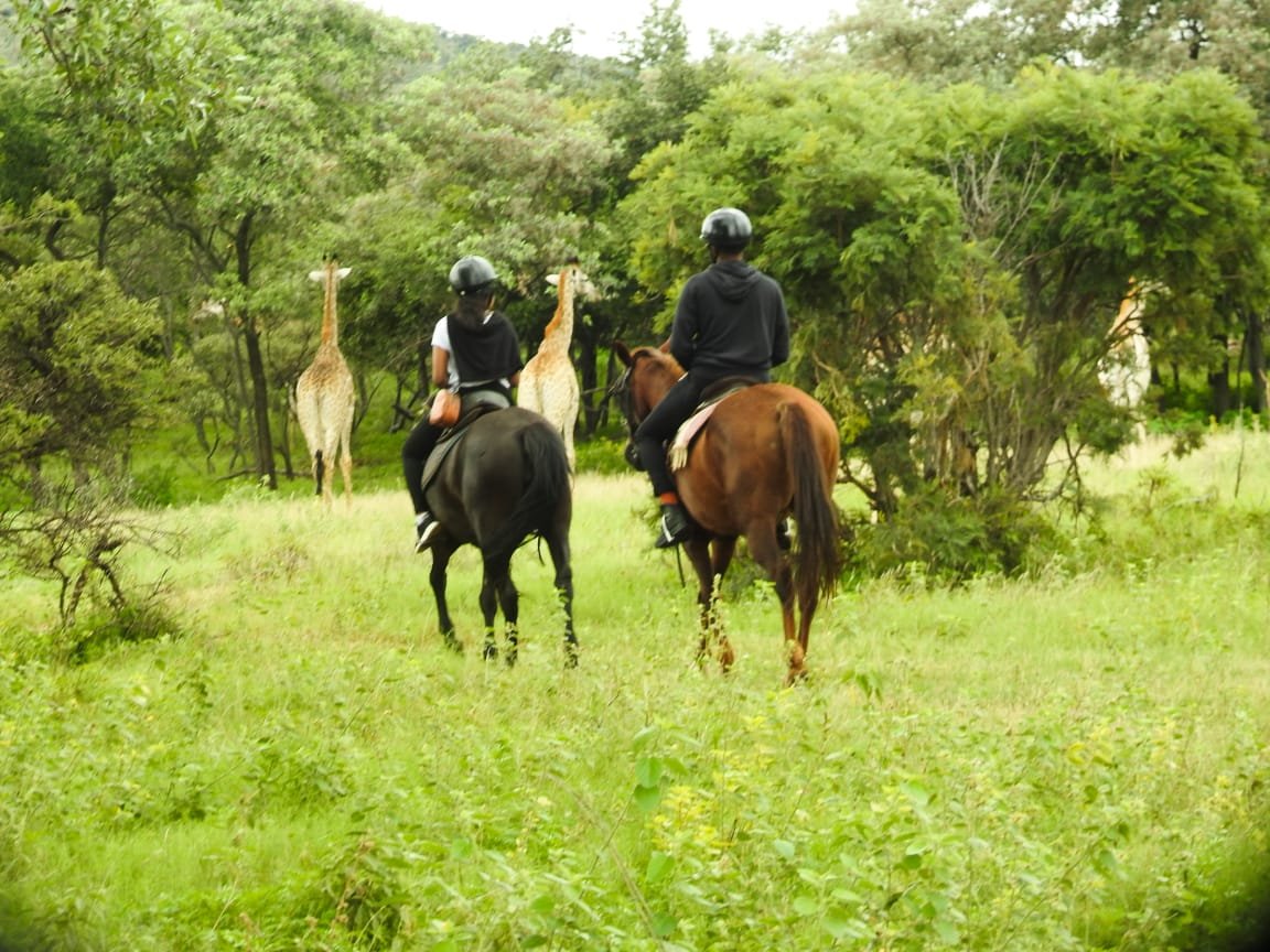 Sunrise Safari 1 HOUR (8:30 am / 9:00 am) R450 per Adult, R400