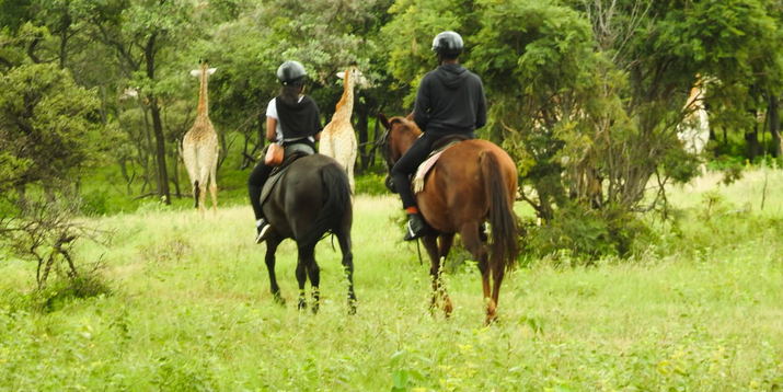 Sunrise Safari 1 HOUR (8:30 am / 9:00 am)