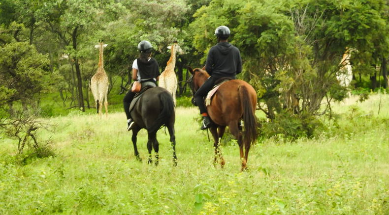 horse riding hartebees, harties activities, activities hartebees, hartbeespoort horse riding, harties horse trails safaris, sunrise safari, safari on horse 