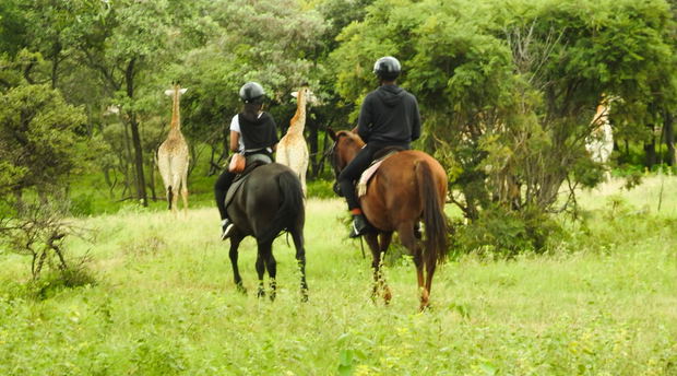 horse riding hartebees, harties activities, activities hartebees, hartbeespoort horse riding, harties horse trails safaris, sunrise safari, safari on horse 