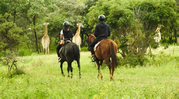 horse riding hartebees, harties activities, activities hartebees, hartbeespoort horse riding, harties horse trails safaris, sunrise safari, safari on horse 