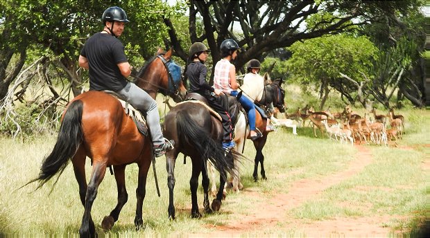 Horseback safari, activities hartbeespoort, activities gauteng, things to do harties, things to do in Hartbeespoort, Harties activities, fun things hartbeespoort, outdoor activities gauteng, Harties horse trail safaris, horse riding hartbeespoort, hartebees things to do, hartebees activities, pretoria activities, pretoria things to do