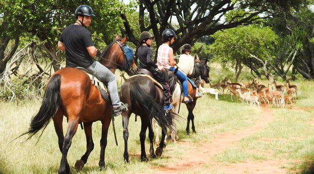 Horseback safari, activities hartbeespoort, activities gauteng, things to do harties, things to do in Hartbeespoort, Harties activities, fun things hartbeespoort, outdoor activities gauteng, Harties horse trail safaris, horse riding hartbeespoort, hartebees things to do, hartebees activities, pretoria activities, pretoria things to do Horseback safari, activities hartbeespoort, activities gauteng, things to do harties, things to do in Hartbeespoort, Harties activities, fun things hartbeespoort, outdoor activities gauteng, Harties horse trail safaris, horse riding hartbeespoort, hartebees things to do, hartebees activities, pretoria activities, pretoria things to do