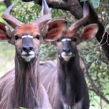 Nyalas at Harties Horse Trail Safaris