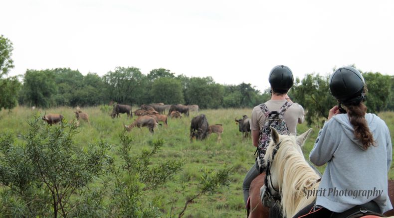 Harties Horse Trail Safaris horse riding in hartbeespoort and horse riding in pretoria and horse riding in gauteng and horse riding in johannesburg Harties Horse Trail Safaris horse riding in hartbeespoort and horse riding in pretoria and horse riding in gauteng and horse riding in johannesburg