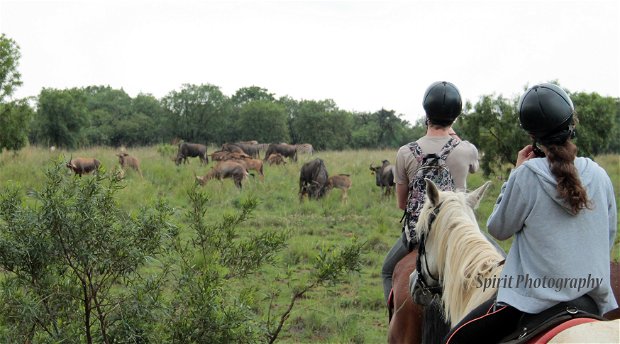 Harties Horse Trail Safaris horse riding in hartbeespoort and horse riding in pretoria and horse riding in gauteng and horse riding in johannesburg