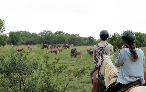 Harties Horse Trail Safaris horse riding in hartbeespoort and horse riding in pretoria and horse riding in gauteng and horse riding in johannesburg