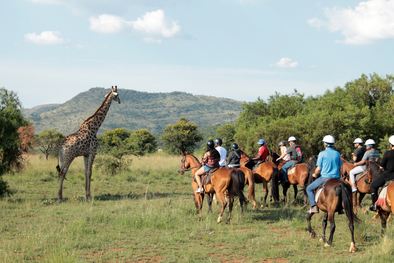 Horseback safari, activities hartbeespoort, activities gauteng