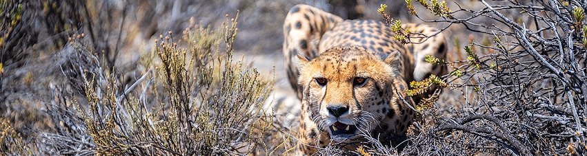 Karoo cheetah; Sutherland Game Drive; Sutherland activities; Rogge Cloof