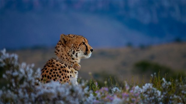 &#39;Shadow&#39;, a Samara Cheetah relocated to Rogge Cloof Sutherland as part of the Cheetah Metapopulation Project