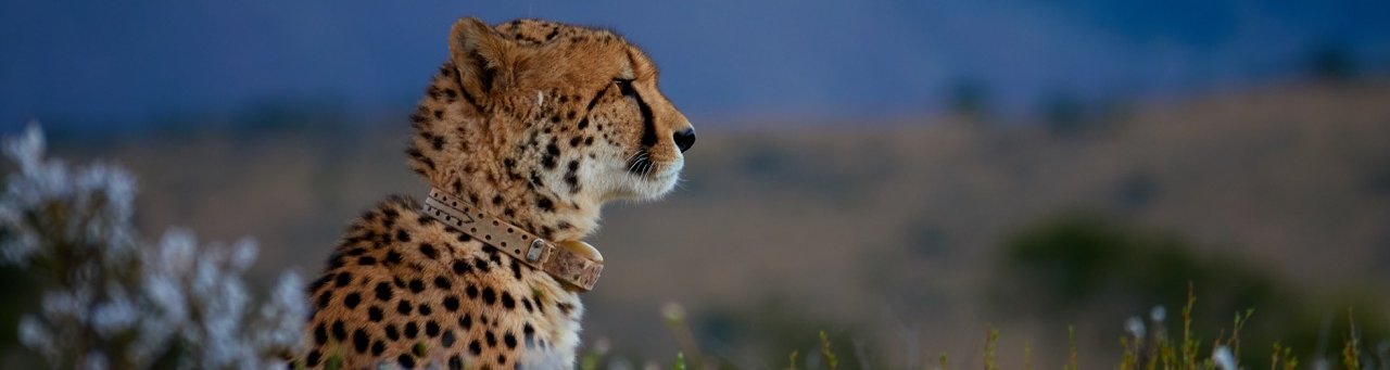 Karoo Cheetah; Sutherland activities; Rogge Cloof; Sutherland Game Drive; Cheetah tracking