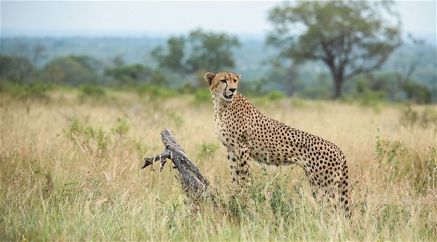 Rogge Cloof Cheetah Rogge Cloof Cheetah
