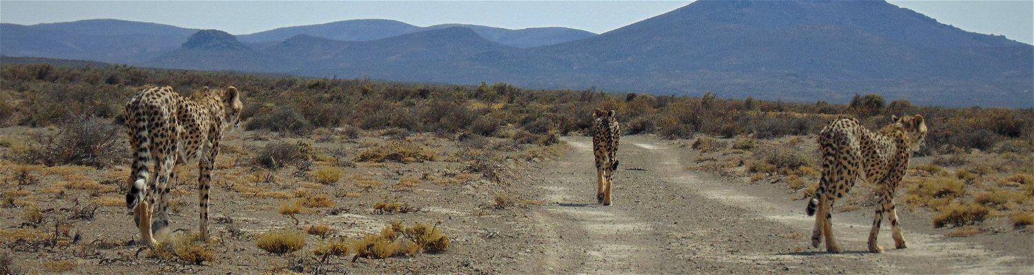 Rogge Cloof; Karoo cheetahs; cheetah tracking; safe farm stay; family break-away; eco-holiday