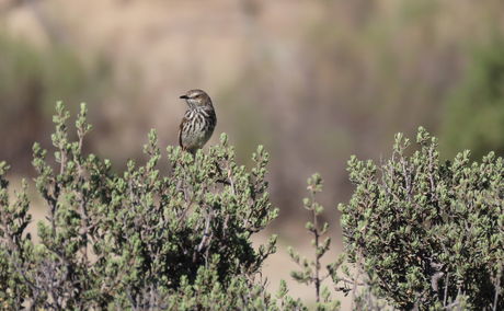 Karoo birds; Karoo Prinia; Bird watching; Sutherland Bird watching; Rogge Cloof Birds; Great Karoo Birds